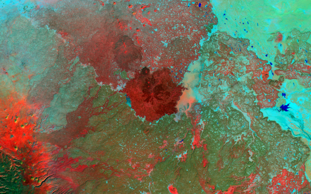 Journée de la Terre : la biodiversité, victime silencieuse des conflits